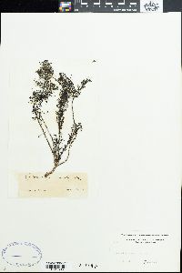 Cystoseira paniculata image
