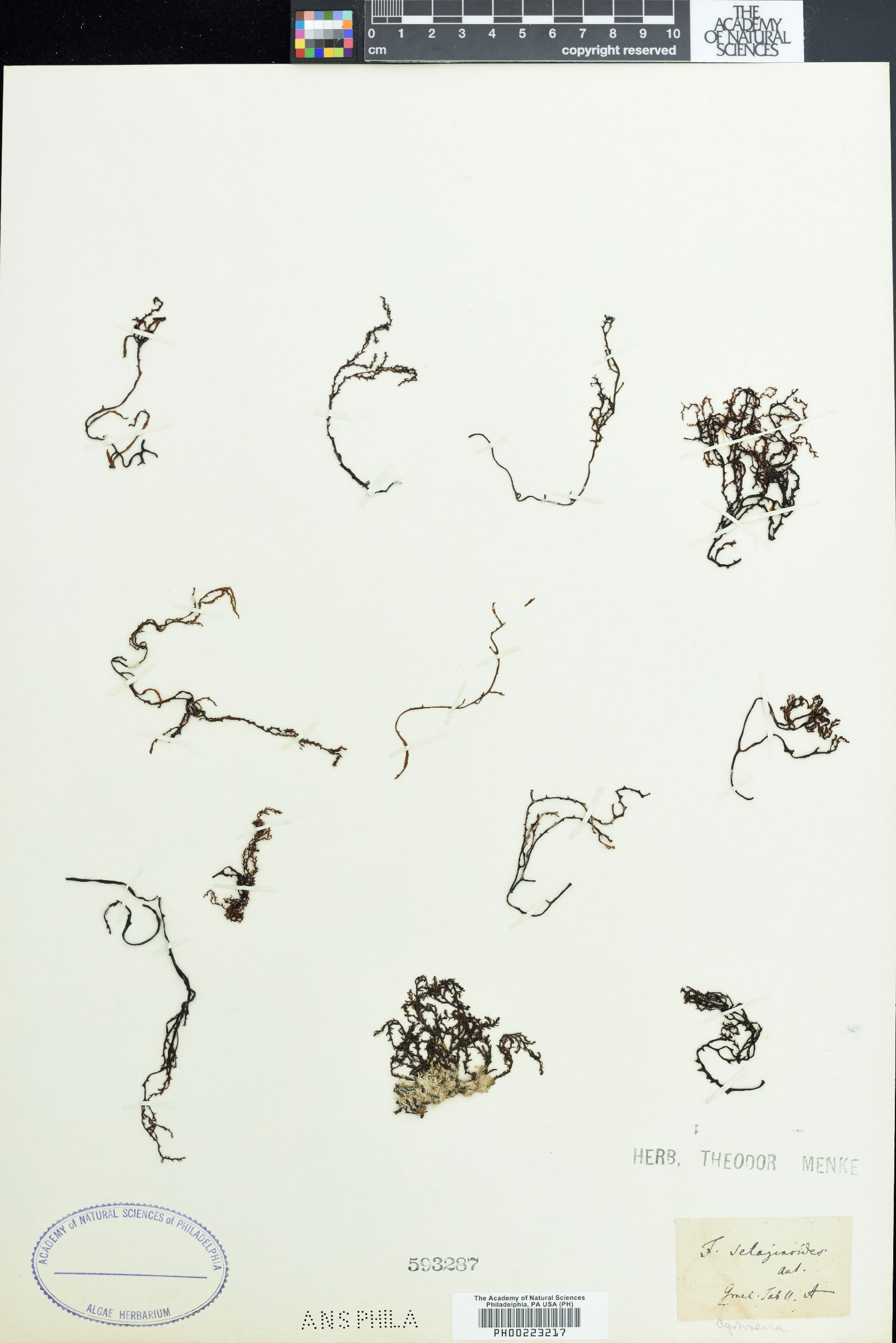 Cystoseira selaginoides image