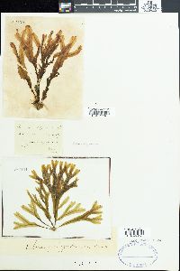 Dictyopteris polypodioides image