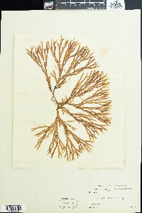 Dictyota ciliata image