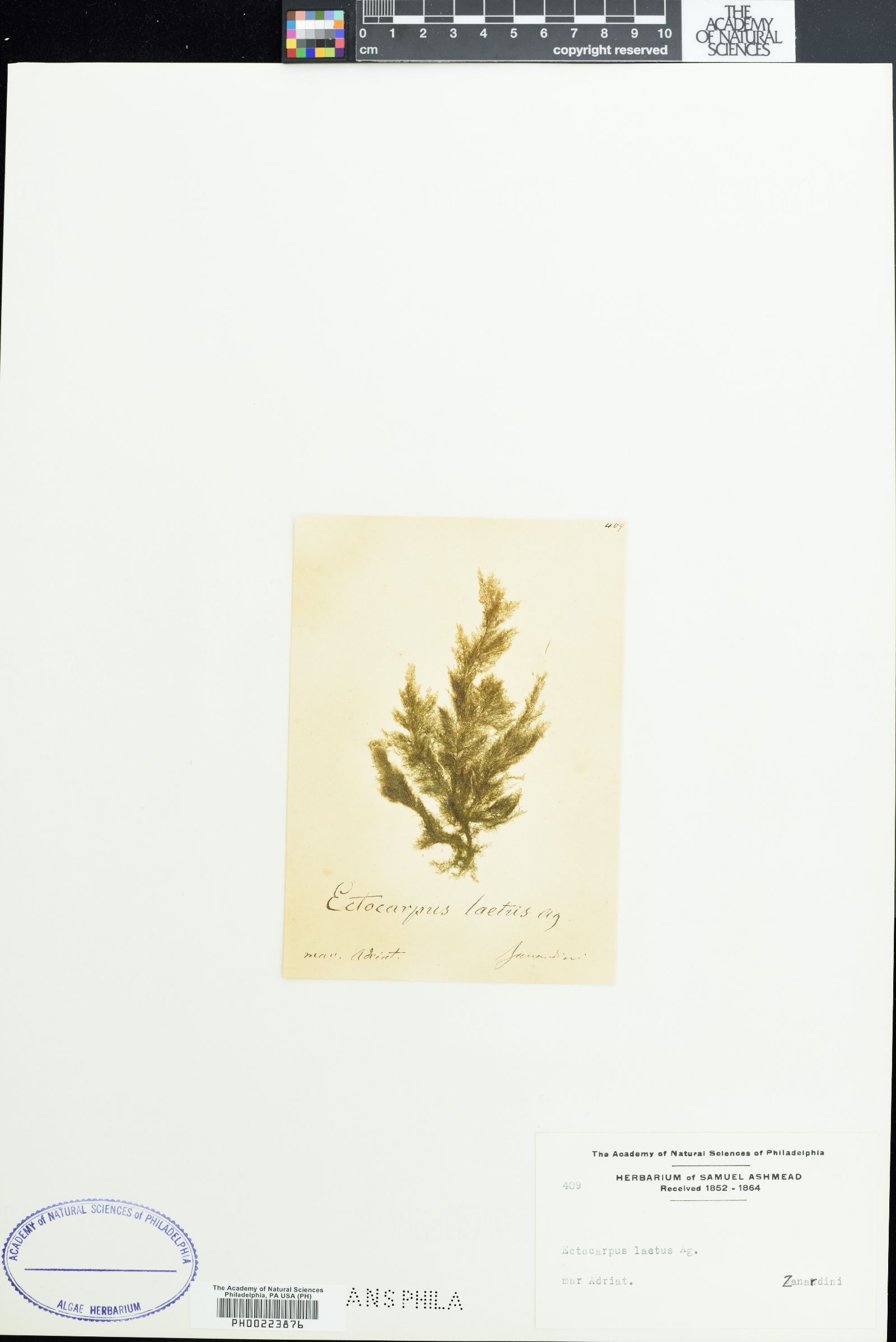 Ectocarpus laetus image