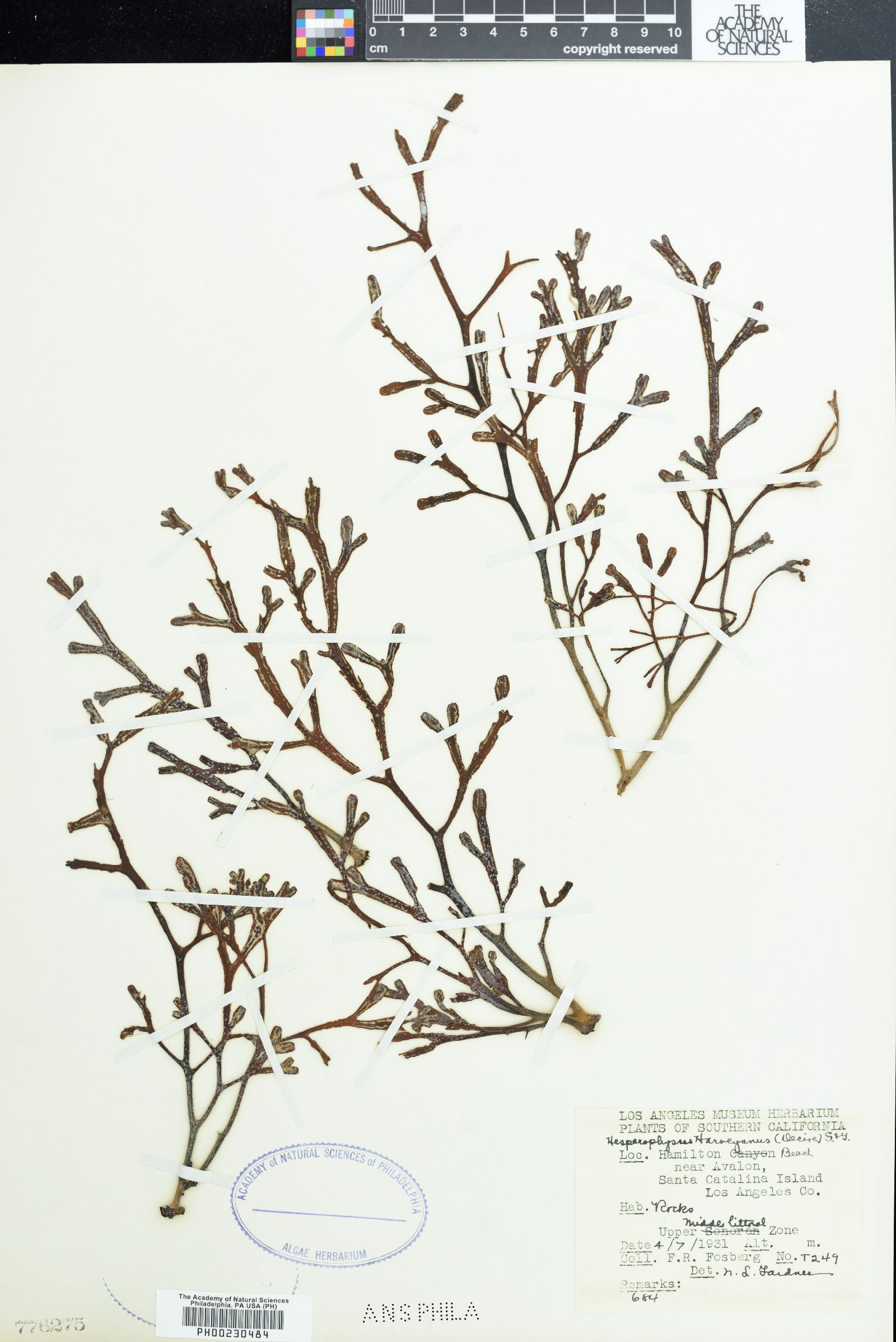 Hesperophycus image