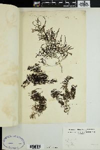 Sargassum bacciferum image