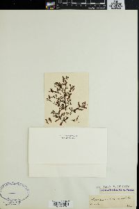 Sargassum cinereum image