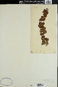 Sargassum notarisii image