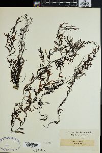 Sargassum cymosum image