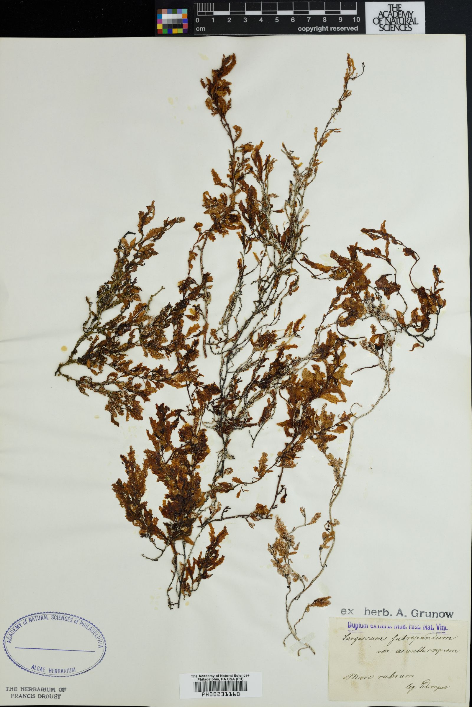 Sargassum arnaudianum image