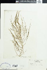 Sporochnus radiciformis image