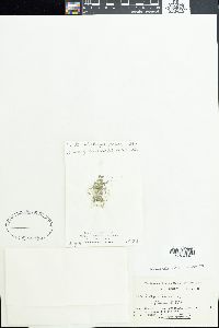 Porphyrosiphon luteus image