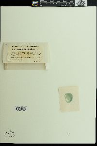 Coelosphaerium kuetzingianum image