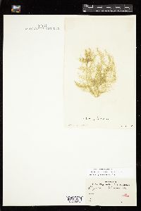 Chaetomorpha ligustica image