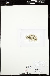 Amphiroa foliacea image