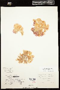 Callophyllis rhynchocarpa image