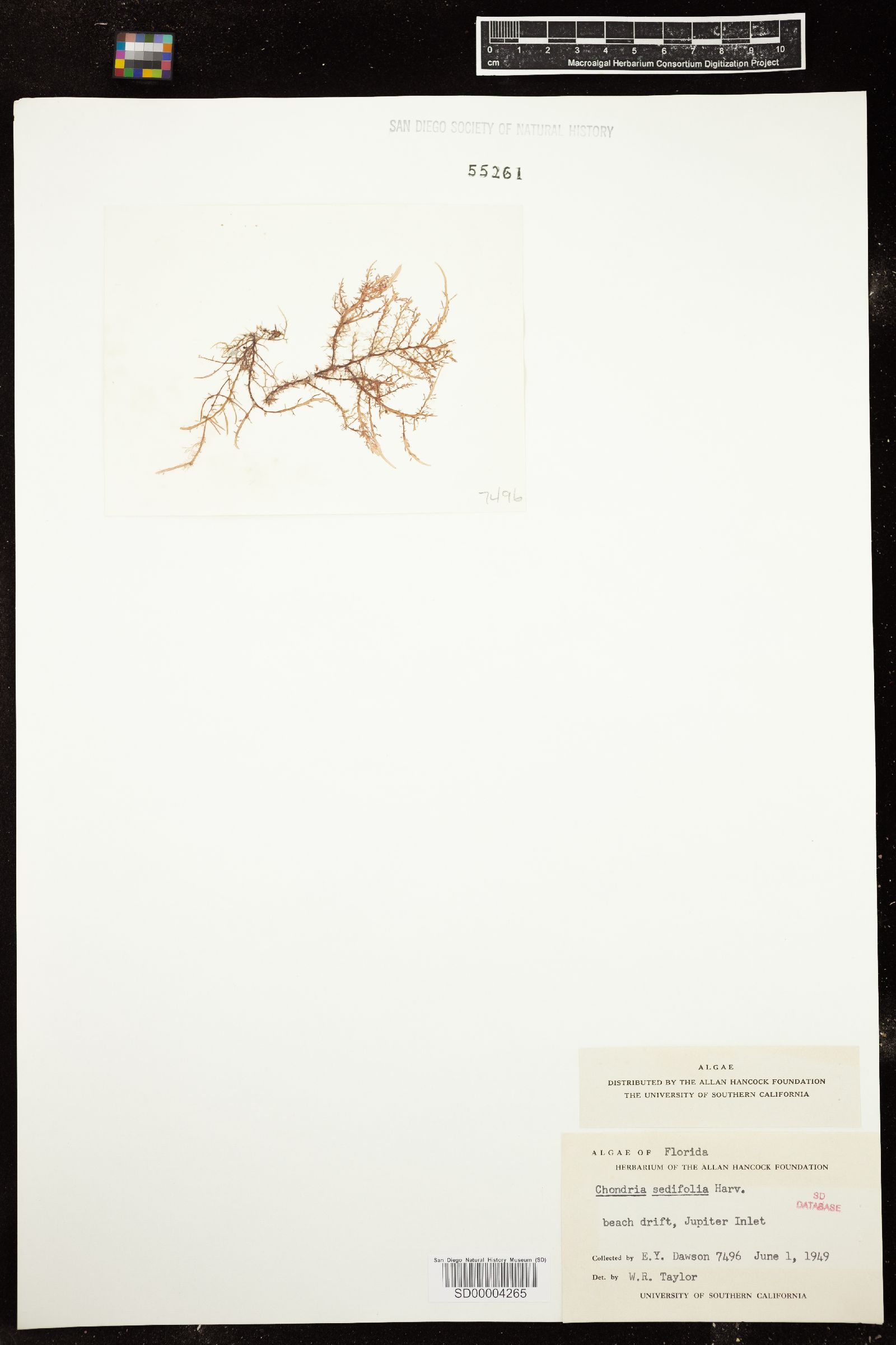 Chondria sedifolia image