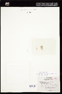 Jania spectabilis image