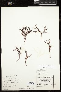Mastocarpus jardinii image