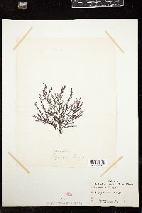 Pterosiphonia baileyi image