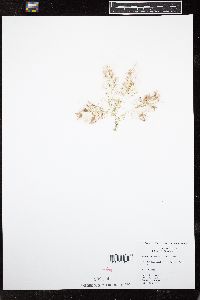 Wrangelia elegantissima image