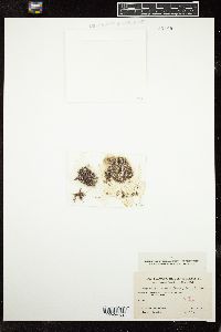 Wurdemannia miniata image