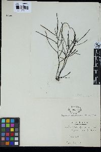 Sargassum fusiforme image