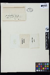 Characiopsis naegelii image