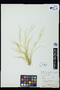 Cladophora gracilis f. subflexuosa image