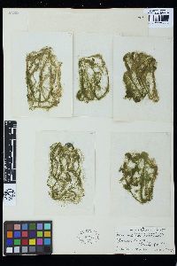 Microspora amoena image