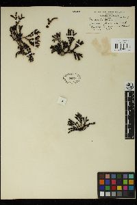 Hormosira banksii image