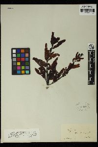 Sargassum hornschuchii image