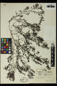 Sargassum baccularia image