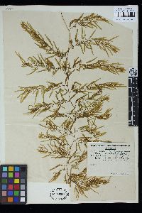 Sargassum flavifolium image