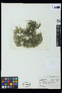 Cladophoropsis fasciculata image