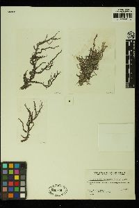 Tolypiocladia condensata image