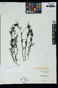Sargassum okamurae image