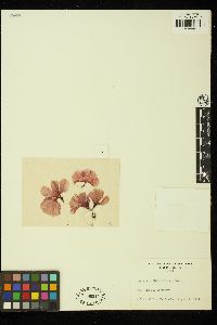 Martensia flabelliformis image