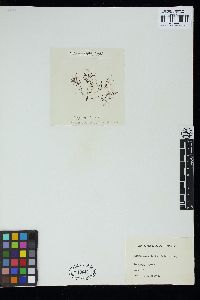 Ahnfeltia plicata image