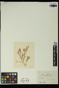 Acrochaetium thuretii image