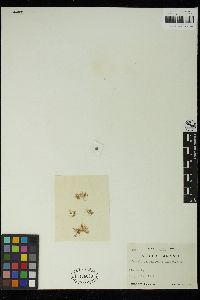 Protohalopteris radicans image