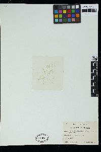 Stictyosiphon soriferus image