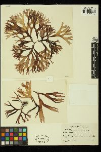 Mazzaella cobinae image