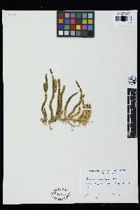 Caulerpa vesiculifera image