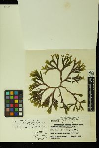 Tiffaniella gorgonea image