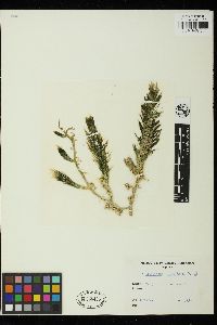 Caulerpa cliftonii image