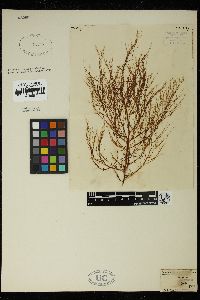 Austronereia australis image