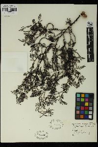 Cystophora racemosa image