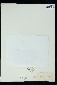 Hymenena affinis image