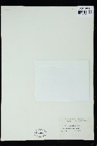 Lenormandia spectabilis image