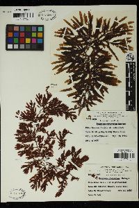 Sargassum platycarpum image