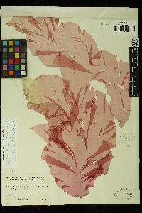 Wildemania variegata image