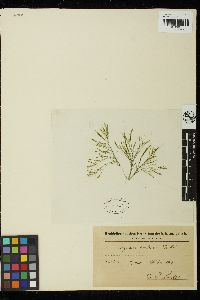 Bryopsis corymbosa image